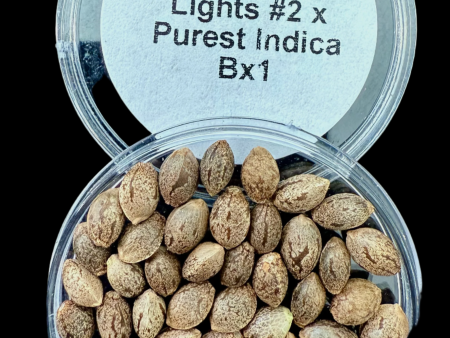 50x Northern Lights #2 x Purest Indica Seeds Bx1 50x Seeds for $100.00! Fashion