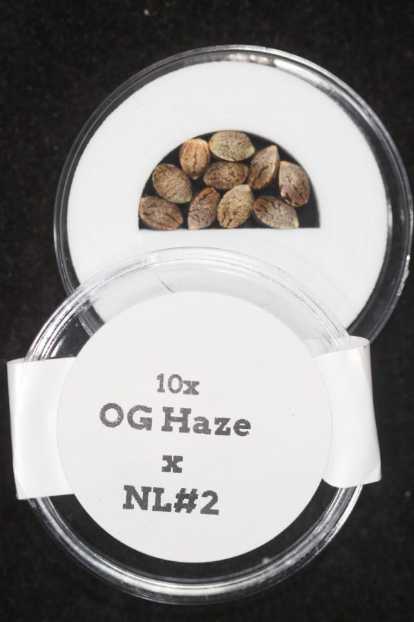 OG Haze x NL#2 F1 Regular Seeds Online now