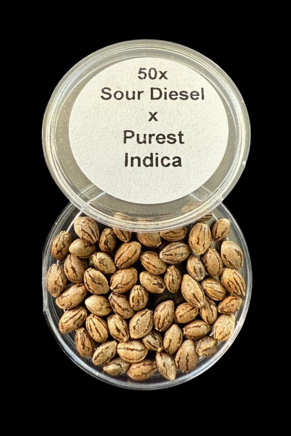 50x Sour Diesel x Purest Indica Seeds - 50 Seeds for $100.00! Online Sale