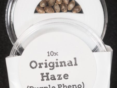 Original Haze (Purple Phenotype) IBL (Inbred Line) Regular Seeds For Cheap