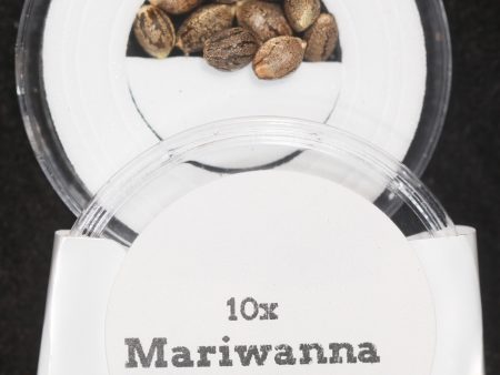 MARIWANNA F1 Regular Seeds Supply