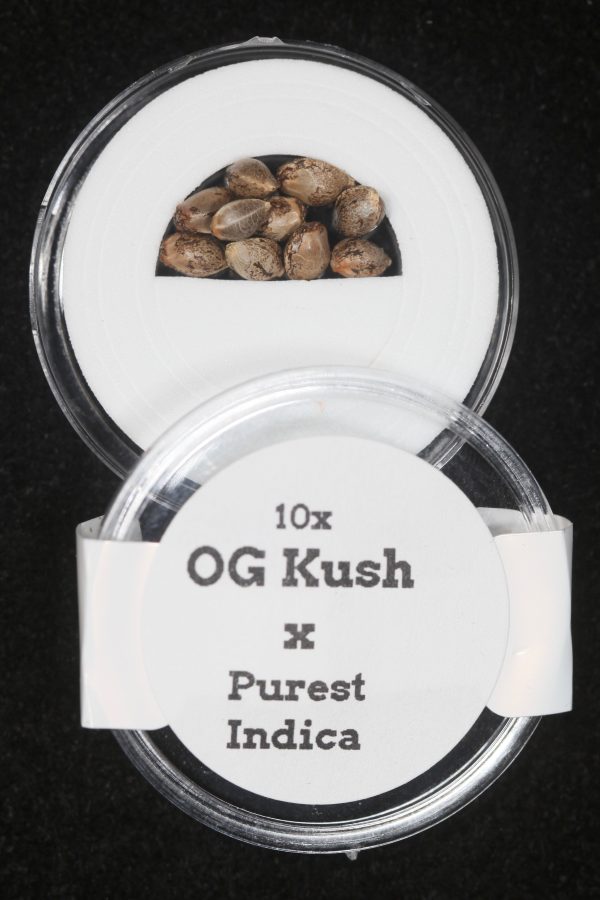 OG Kush x Purest Indica Regular Seeds Supply