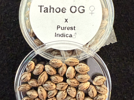 50x Tahoe OG x Purest Indica Seeds, 50 Seeds for $100.00! For Sale